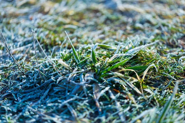 Raureif auf Gras im Winter — Stockfoto