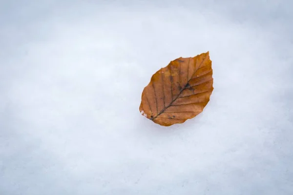 Faggio foglia sdraiato sulla neve bianca — Foto Stock