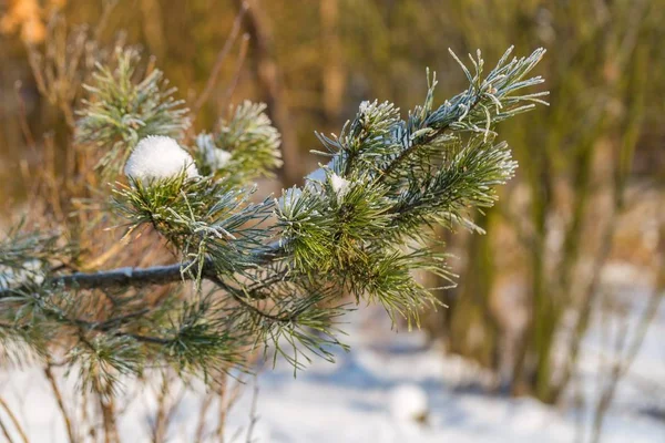 Rama de pino en invierno — Foto de Stock