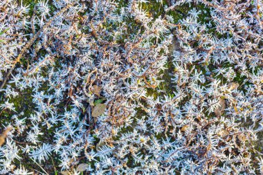 Bitkiler üzerinde buz yapısı