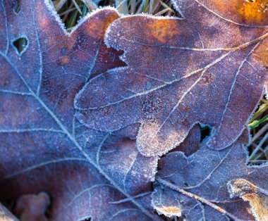 düşmüş yaprak makro.