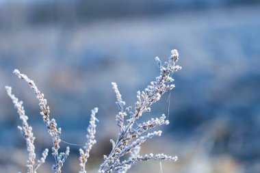 Bitkiler üzerinde beyaz hoarfrost soyut makro