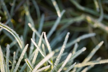 Kışın çimlerin üzerinde kar toprağı