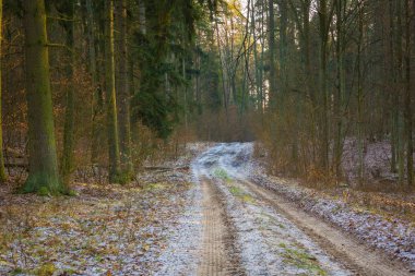 Kış veya geç sonbahar orman