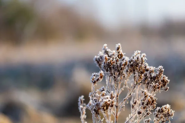 Abstract macro van witte rijm op planten — Stockfoto