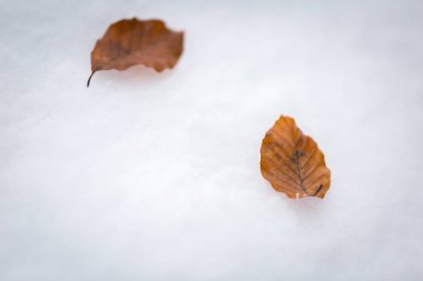 Kayın ağacı yaprakları beyaz kar üzerinde yalan