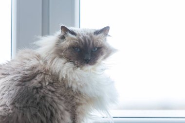 Neva maskeli balo kedi portre