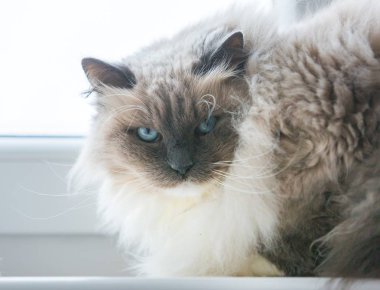 Neva maskeli balo kedi portre