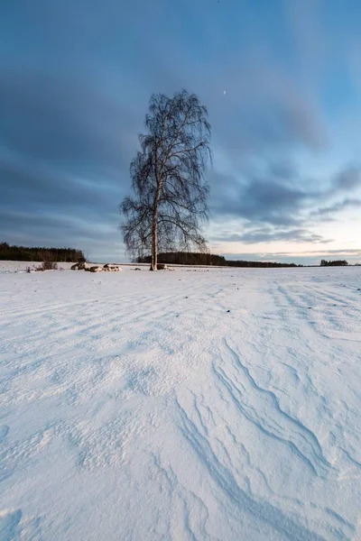 Mooie winter veld landschap met eenzame birch tree — Stockfoto