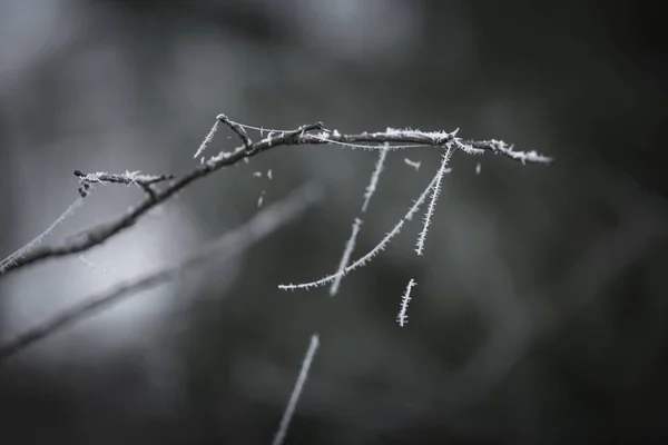 Nahaufnahme gefrorener Spinnennetze — Stockfoto