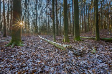 Kış veya geç sonbahar orman