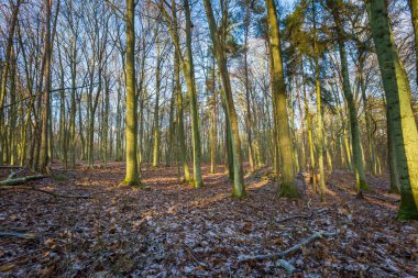 Kış veya geç sonbahar orman