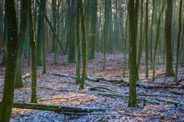 Kış veya geç sonbahar orman