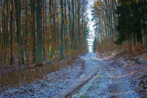 Winter oder spätherbstlicher Wald — Stockfoto