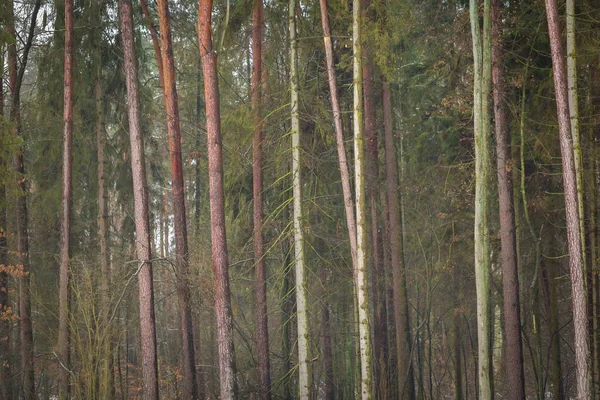 Polska skog på dåliga vintervädret — Stockfoto