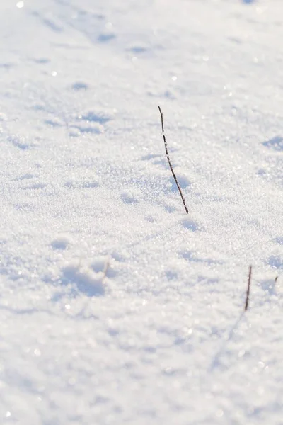 Inverno fundo de neve com plantas cobertas de neve — Fotografia de Stock