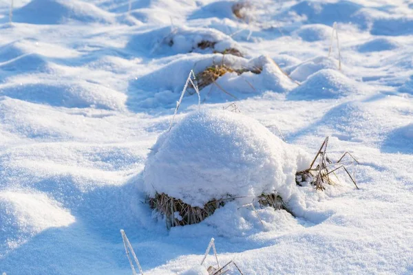 Fondo neve invernale con piante innevate — Foto Stock