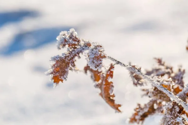 Zima Drzewo gałęzie z rym — Zdjęcie stockowe