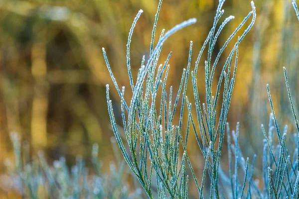 Plantas com rime de perto — Fotografia de Stock