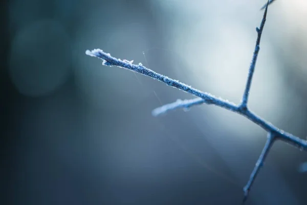 수 빙으로 시 든된 나무 나뭇가지의 클로즈업 — 스톡 사진