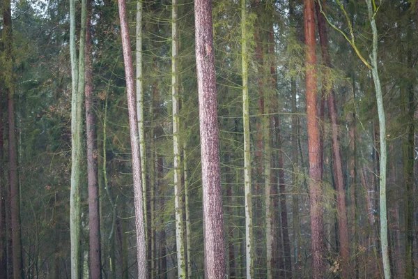 Floresta polonesa em mau tempo de inverno — Fotografia de Stock