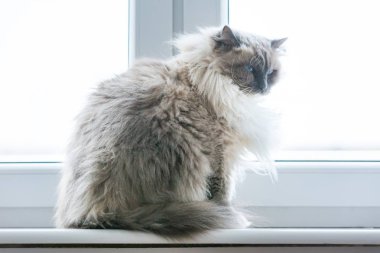 Neva maskeli balo kedi portre