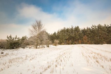Kışın karlı alanları ve sisli gün