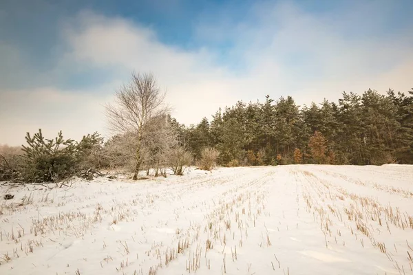 Winter besneeuwde velden en mistige dag — Stockfoto