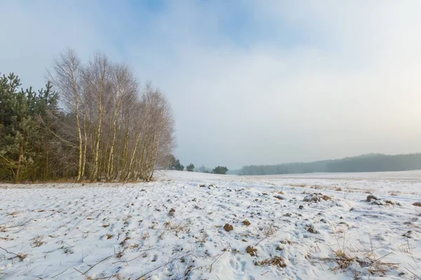 पोलिश ठराविक हिवाळा ग्रामीण लँडस्केप — स्टॉक फोटो, इमेज