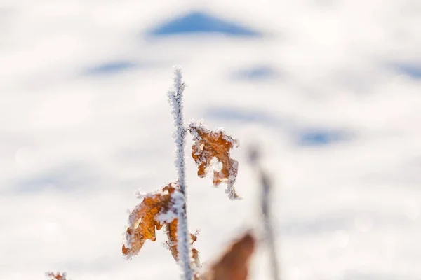 Rami d'albero invernali con rime — Foto Stock