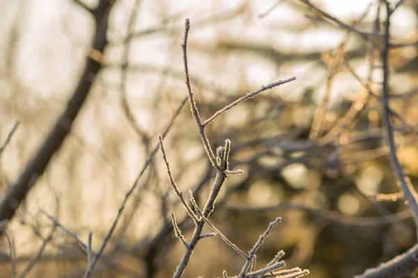 Ramos de árvores de inverno com rime — Fotografia de Stock