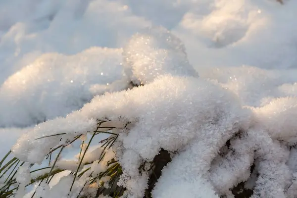 Fondo de nieve de invierno con plantas cubiertas de nieve —  Fotos de Stock