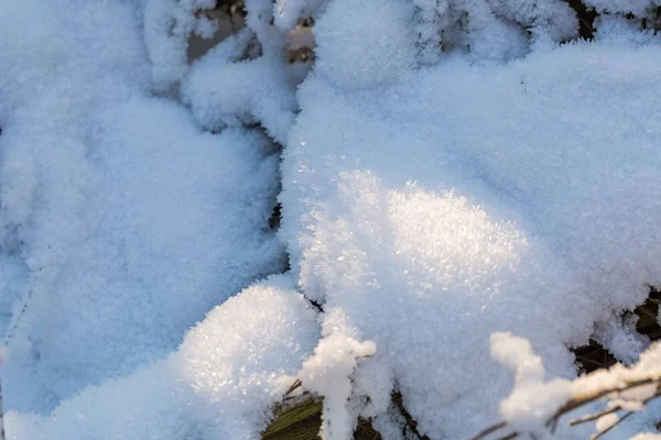 Fondo de nieve de invierno con plantas cubiertas de nieve —  Fotos de Stock