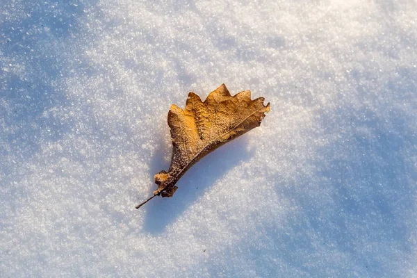 Folha de carvalho seco deitada no inverno neve fresca em luz dourada do pôr do sol — Fotografia de Stock