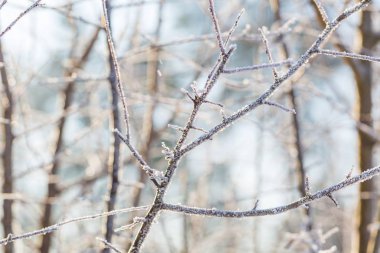 Kış ağaç dalları in rime'ı ile