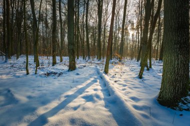 Güneşli bir gün, kış orman