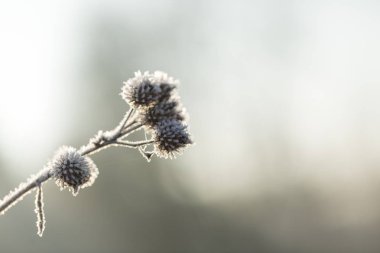 Bitkiler üzerinde beyaz hoarfrost soyut makro