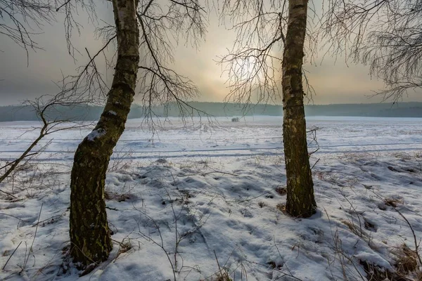 Winterlandschaft mit Birkenwald — Stockfoto