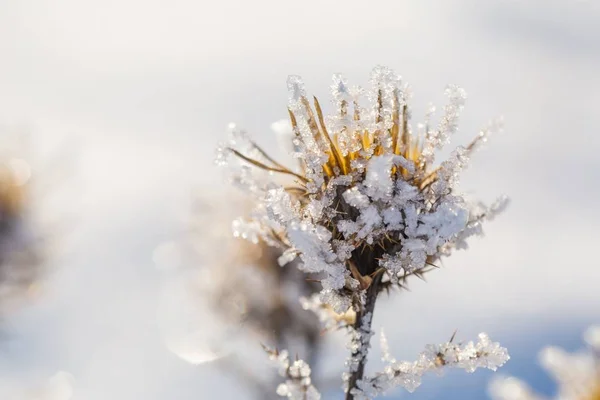枯れたと乾燥のアザミの花に冬の樹氷に含まれる — ストック写真