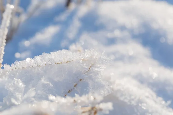 Zima na tle śniegu ze śniegiem pokryte roślin — Zdjęcie stockowe