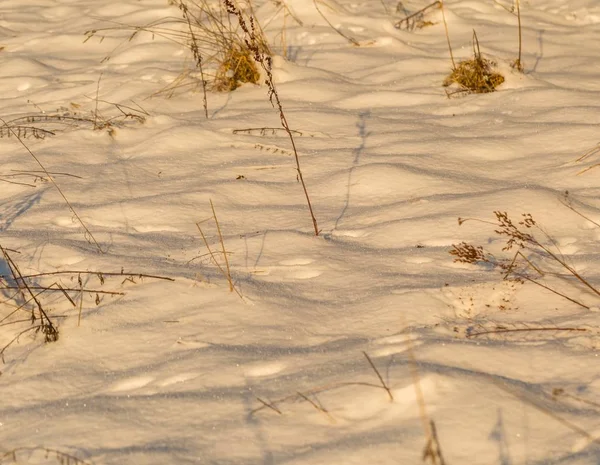 Inverno fundo de neve com plantas cobertas de neve — Fotografia de Stock