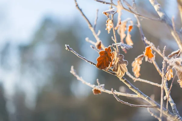 Hoarfrost em folhas de carvalho no ramo — Fotografia de Stock