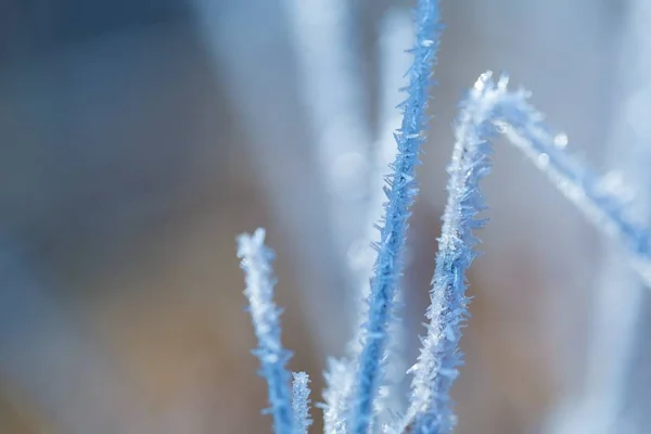 Hoarfrost na grama no inverno — Fotografia de Stock