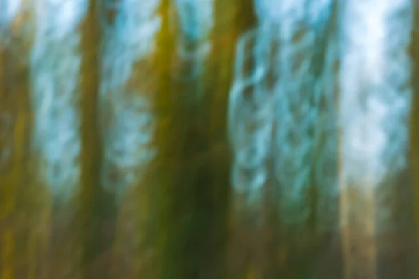 Abstract forest photo