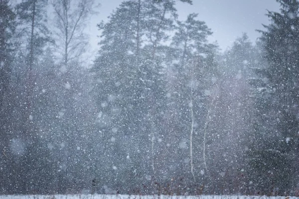 Close up of falling snow flakes on forest background