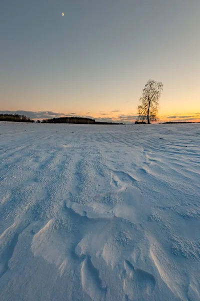 Mooie winter veld landschap met eenzame birch tree — Stockfoto