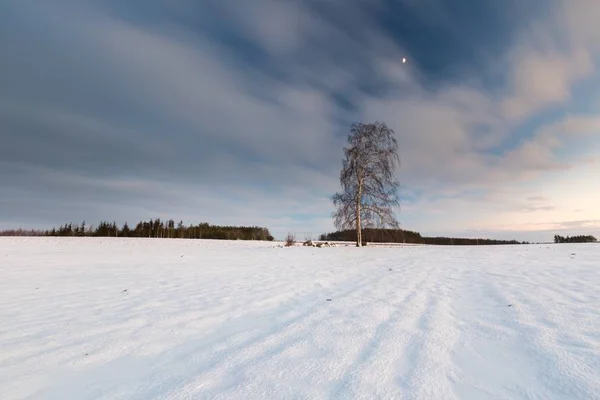 Güzel kış alan manzara ile yalnız huş ağacı — Stok fotoğraf
