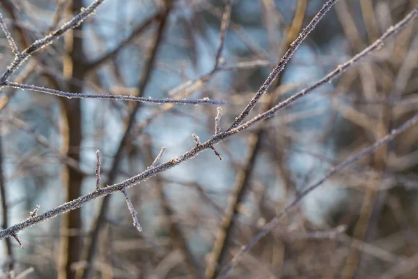 Zimní větve stromů s rime — Stock fotografie