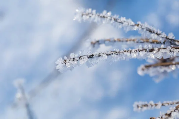 Plants with rime in close up — Stock Photo, Image