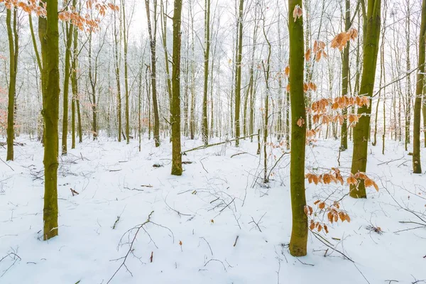 Hiver dans une forêt tranquille — Photo